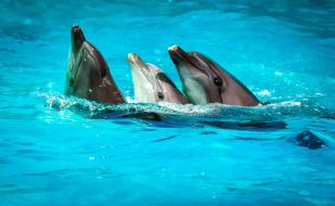Дельфинарий, Морской музей и отдых в HBH Паланга (28.05.23.)